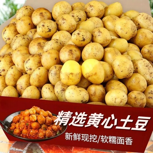 农家黄心土豆皮薄实心炖菜出沙