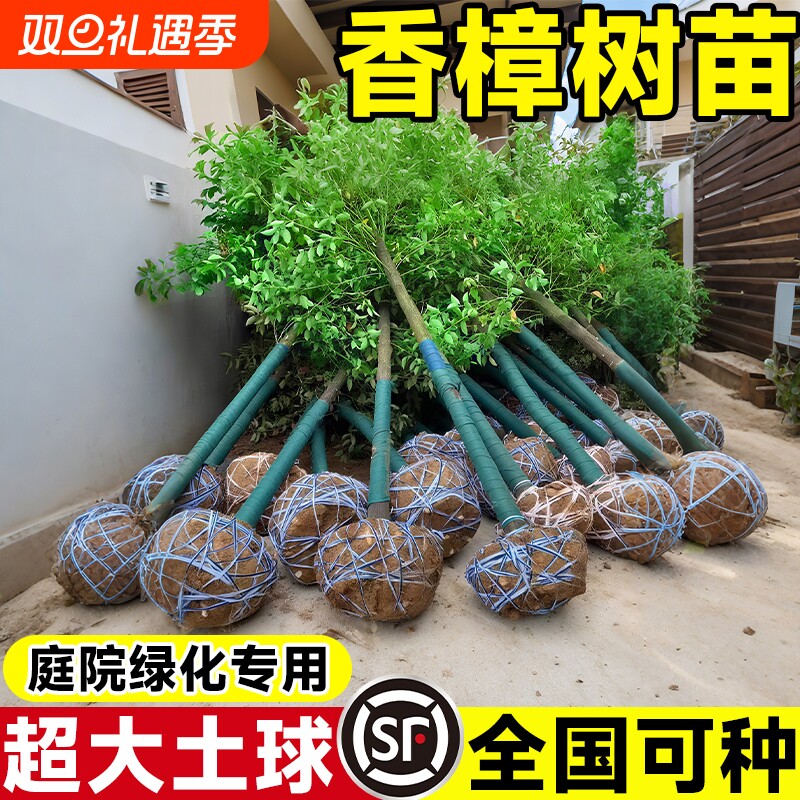 香樟树苗大树樟木庭院绿化南北方种植四季常青小叶龙脑樟驱蚊盆栽