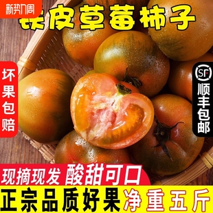 铁皮草莓柿子丹东草莓西红柿新鲜自然熟应季 碱地生吃水果番茄5斤