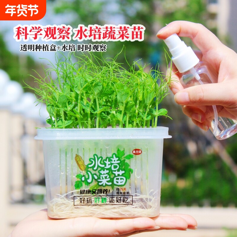 水培豌豆苗绿豆儿童种植小盆栽蔬菜籽无土栽培植物套装菜苗室内