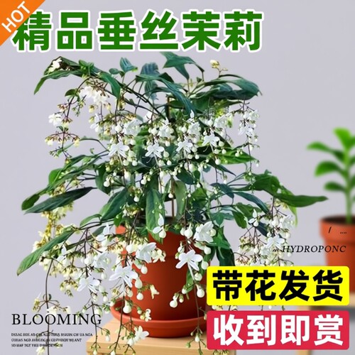 垂丝茉莉带花苞大苗盆栽泰国盆栽