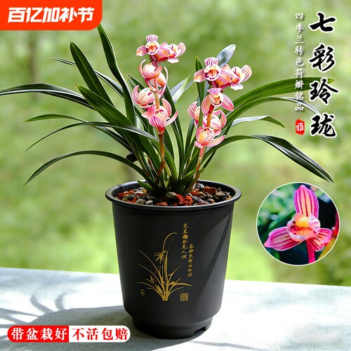 建兰荷瓣七彩玲珑四季兰花苗夏带花苞室内好养浓香味花卉绿植盆栽