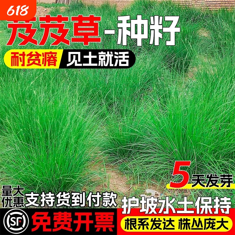 芨芨草草籽耐贫瘠防风固沙种籽四季高产牧草种子护坡积机草席萁草