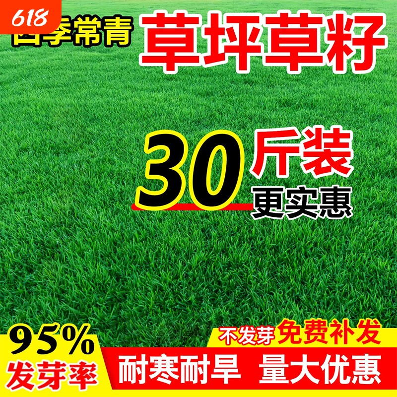 草坪草籽矮生四季青狗牙根护坡固土耐寒庭院绿化地毯草黑麦草种子
