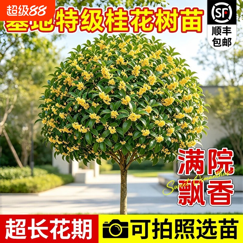 桂花树苗特大八月桂金桂庭院别墅地栽绿化盆栽四季花卉植物