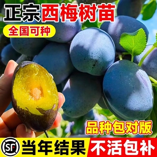 西梅树树苗果树嫁接西梅李子树苗特大盆栽地栽当年结果南北方种植