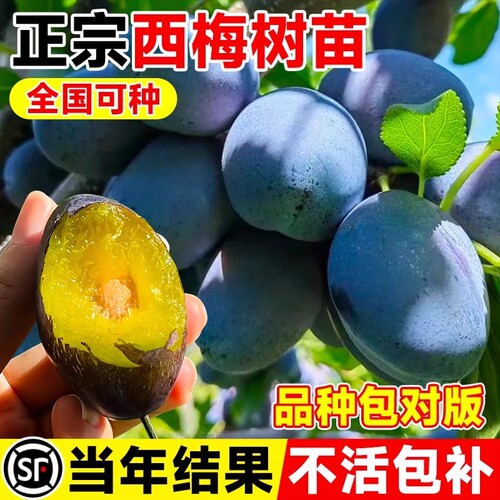西梅树树苗果树嫁接西梅李子树苗特大盆栽地栽当年结果南北方种植