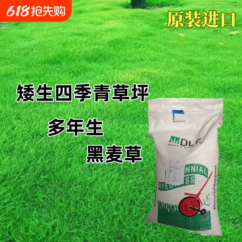 黑麦草种子草坪草籽多年生四季常青矮生耐寒庭院绿化护坡草皮种子
