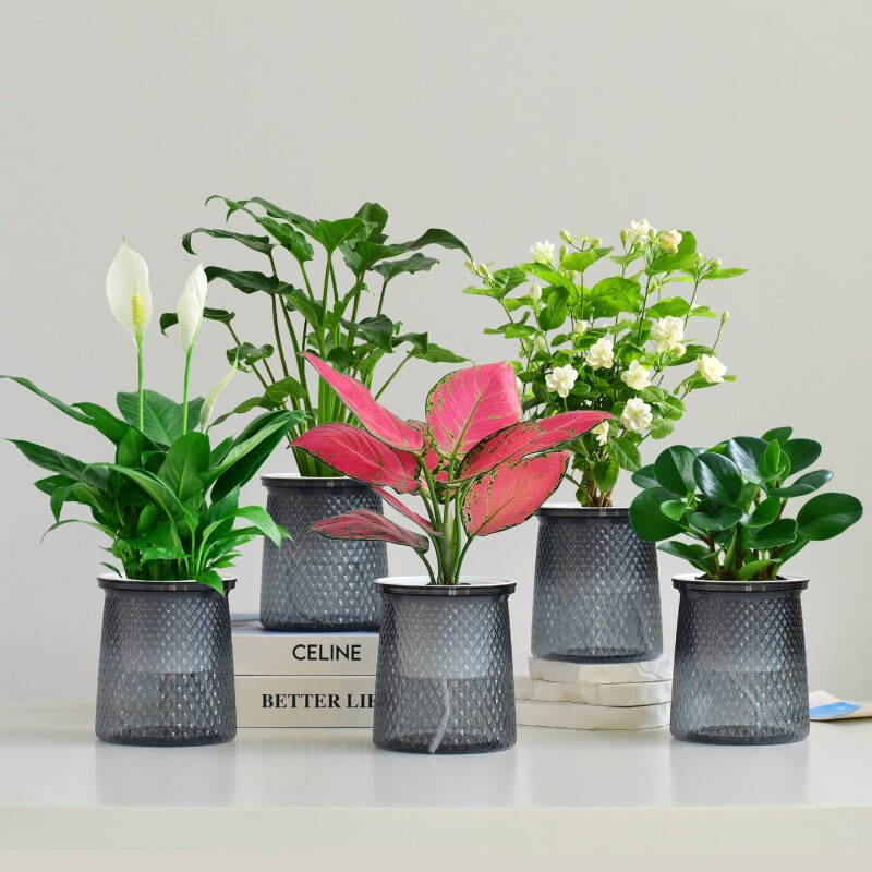 绿萝盆栽水培绿植好养小盆栽组合室内花卉净化空气植物客厅白掌