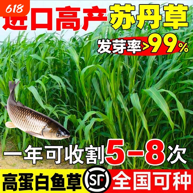 苏丹草种子专用草种高丹草籽四季牧草鱼草种籽玉米种植高粱高产