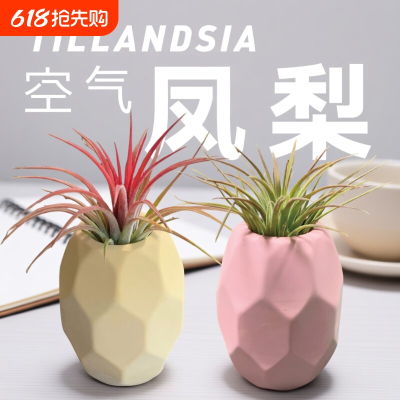 握了个草空气凤梨空凤创意握草无土植物办公室内绿植装饰浇水客厅