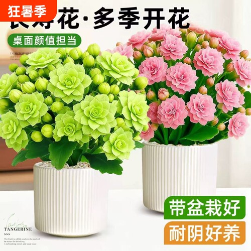 长寿花盆栽花苗带花苞重瓣大花金狐狸室内多年生好养的花卉绿植