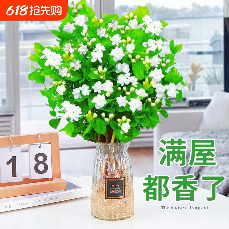 茉莉花苗盆栽水培植物九里香栀子花卉室内四季开花水培花客厅好养