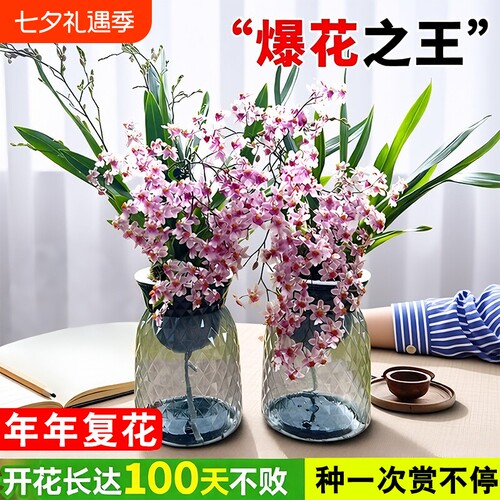 文心兰香水盆栽室内带花好养