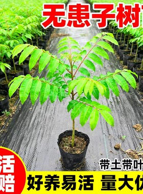 无患子树苗红籽四季常青鬼见愁耐寒庭院风景观大树绿植驱蚊阳台