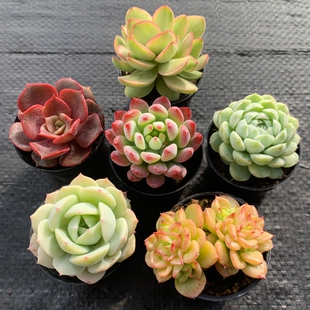 多肉植物组合带盆带土新手组合肉肉套餐绿植桃蛋玉露盆栽懒人好养