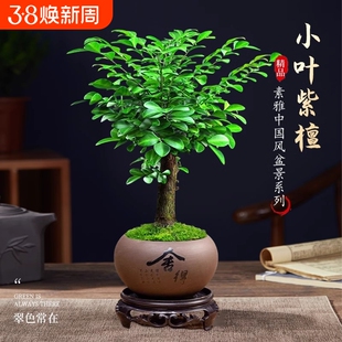 正宗小叶紫檀盆景老桩大赤楠盆栽绿植物办公室内花卉四季好养树苗