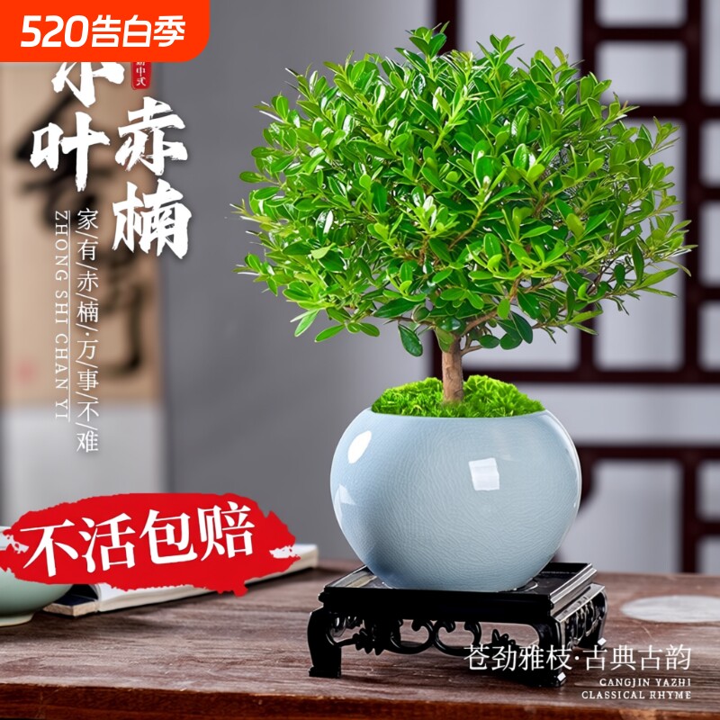 小叶赤楠盆景老桩植物办公室内绿植盆栽阳台好养紫檀桌面花卉摆件