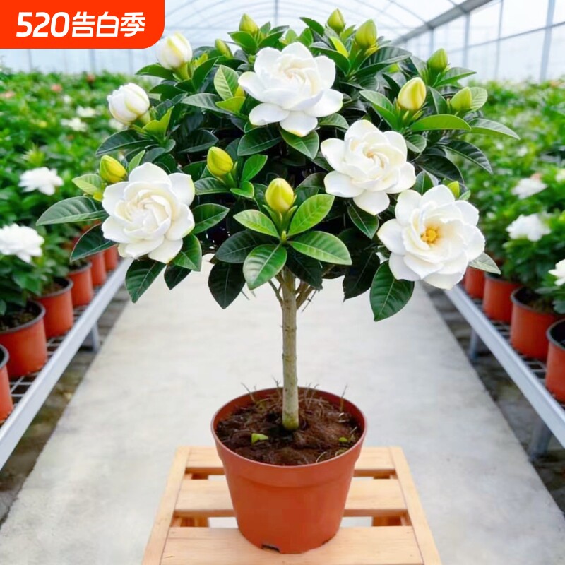独杆棒棒糖牡丹栀子花盆栽花卉植物室内浓香型树苗好养客厅带花苞
