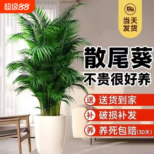 基地直销 新品特惠