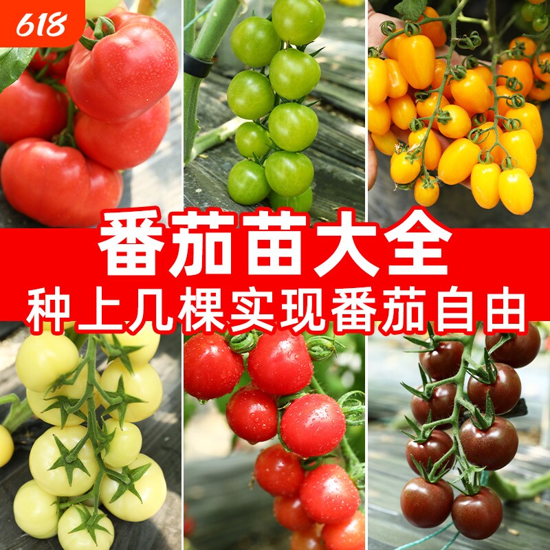 圣女果番茄种子春秋季播水果樱桃四季蔬菜梦想冰淇淋草莓黑珍珠
