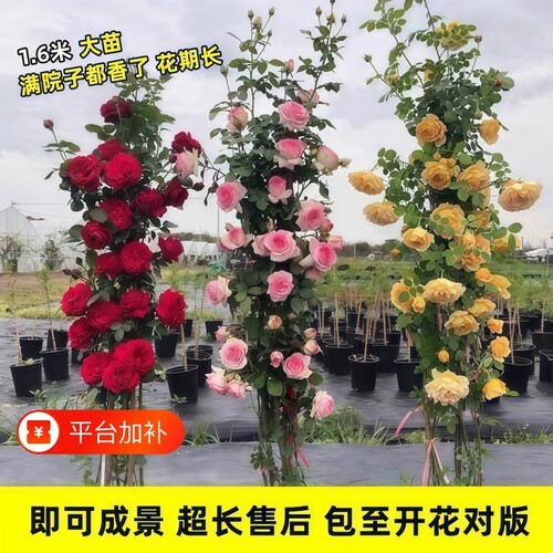1米6蔷薇爬藤四季花苗月季小苗大藤本月季种植物盆栽花卉玫瑰阳台