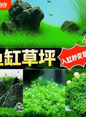 矮珍珠草水草植物|千人回购
