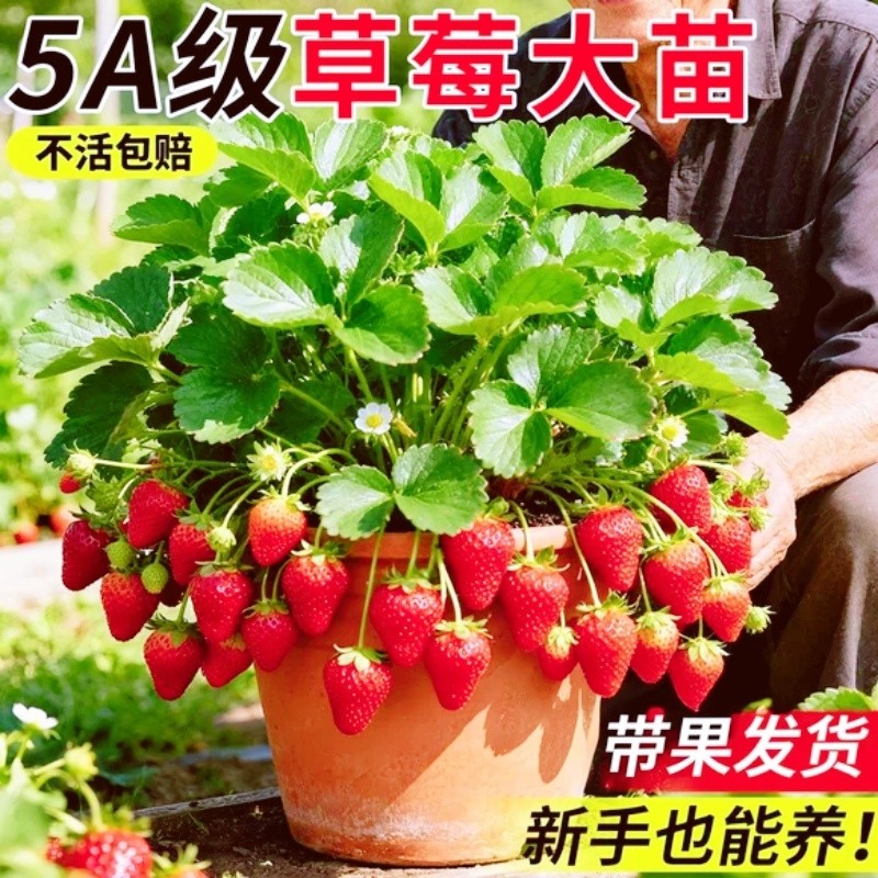 草莓苗盆栽秧苗丹东99新苗秧四季奶油玄玉脱毒种苗大果苗室内种植