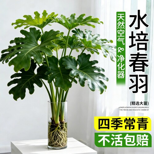 春羽水培植物室内盆栽客厅办公室桌面绿植花卉大叶龟背竹水养家里