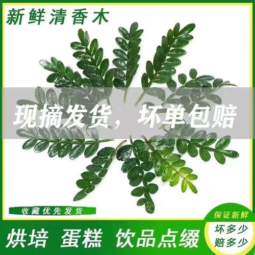 清香木胡椒木商用摆盘装饰