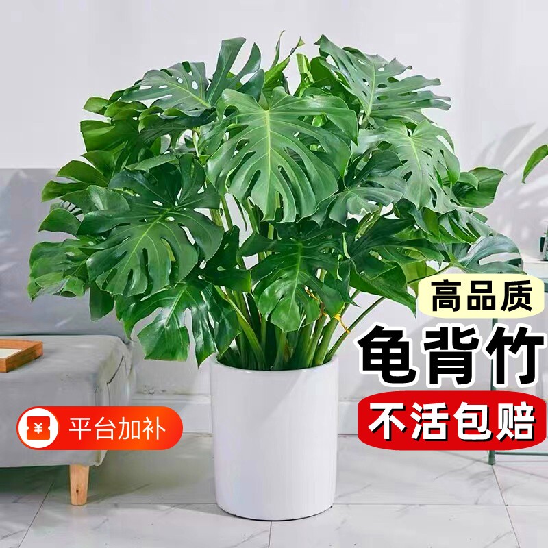 龟背竹盆栽老桩客厅大型绿植物室内吸甲醛四季常青水培富贵竹花卉
