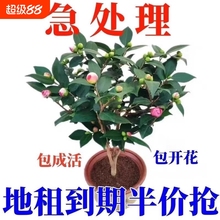 茶花山茶花树苗盆栽花卉好养绿植物五色赤丹苗四季开花室外种庭院