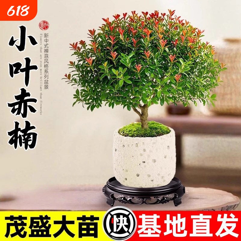 小叶赤楠老桩盆栽客厅桌面植物室内阳台四季好养绿植耐阴造型摆放