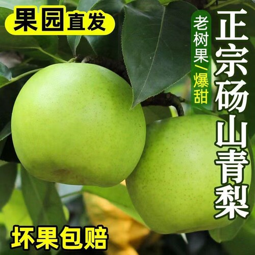 安徽砀山翠玉梨青梨新鲜水果当季农家青酥蜜梨早雪梨脆甜多汁直发