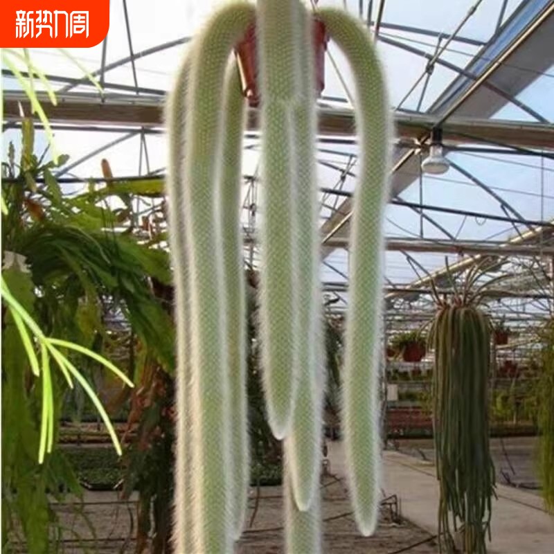 九尾狐多肉软毛盆栽猴尾柱长毛植物尾巴绿植垂吊室内好养阳台庭院