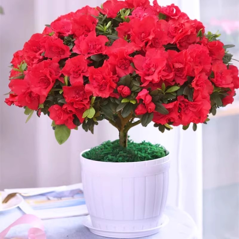 四季杜鹃花盆栽红杜鹃花树苗老桩长寿花卉室内客厅开花植物好养