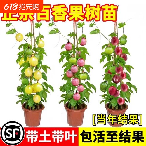 钦蜜黄金百香果树苗四季不