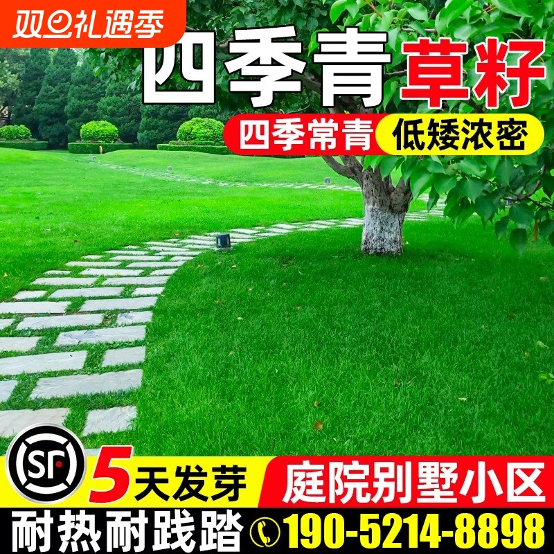 四季青草籽四季常青耐寒耐旱庭院小区公园绿化护坡耐践踏草坪种子
