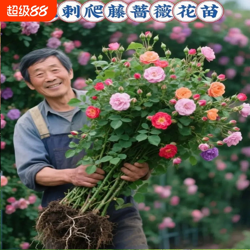 蔷薇花苗四季开花|101人收藏
