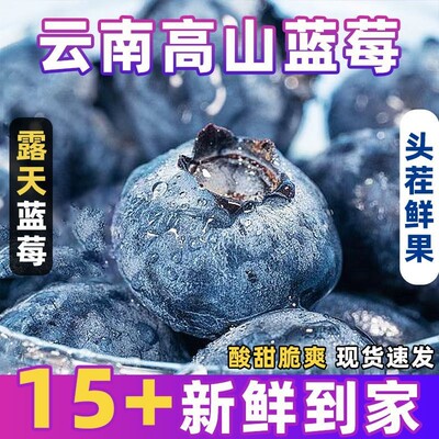 云南特产正宗云南花香蓝莓当季高山生态种植甜酸适口现摘现发鲜果