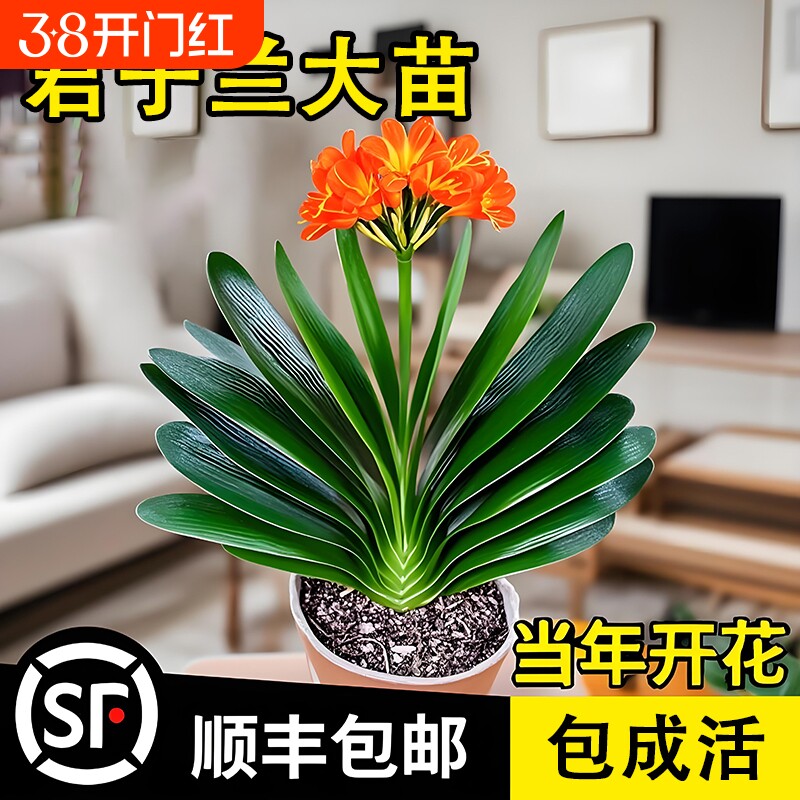 君子兰盆栽带花苞名贵花卉精品圆头和尚大苗当年开花植物客厅绿植