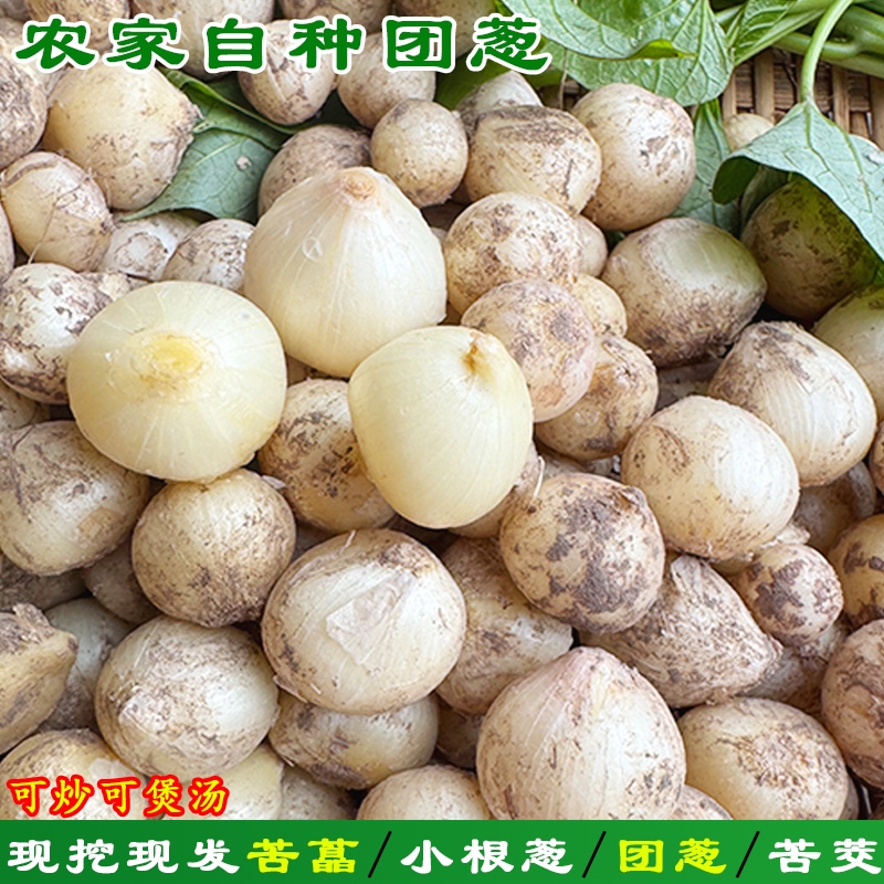 新鲜苦藠团葱四川苦藠头农家小根蒜苦茭头野葱头薤白小蒜自种
