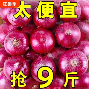 云南特产2026云南食材紫皮洋葱当季圆葱生吃脆嫩农家蔬菜新鲜包邮