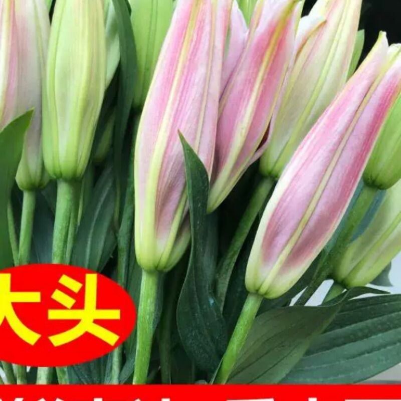 云南昆明基地直发真花水养鲜花花束香水百合批发速递同城家用配送