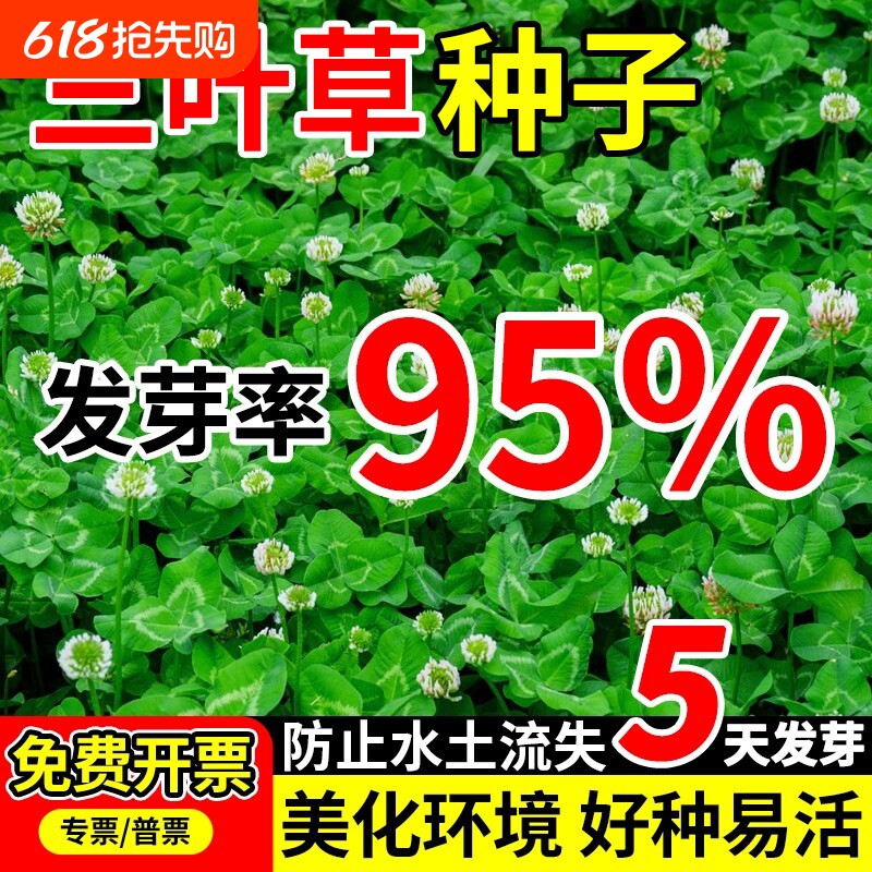 三叶草种子护坡固土绿化果园绿肥红三叶草种籽牧草白三叶多年生