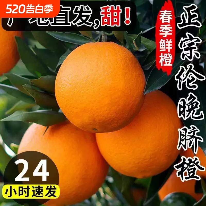 正宗伦晚脐橙春橙秭归橙子当季新鲜水果整箱果冻甜榨汁大果现摘
