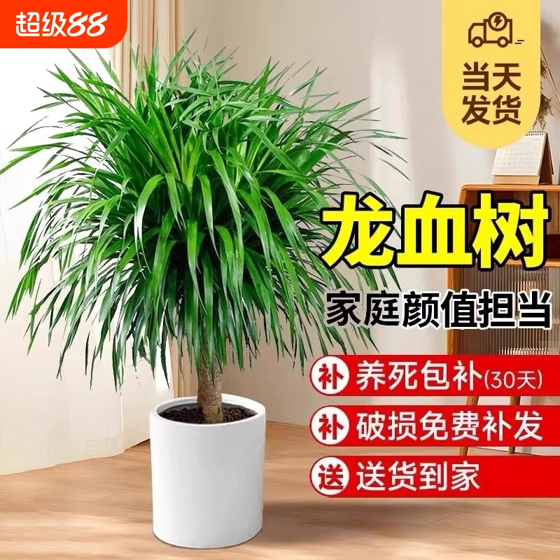 龙血树老桩室内大型植物盆栽绿植
