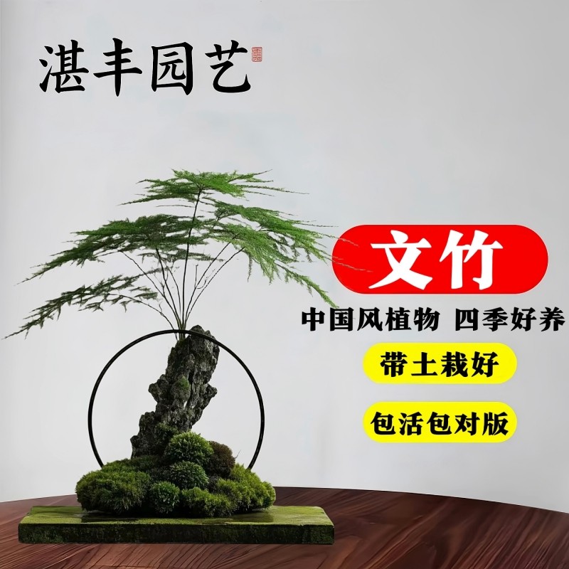 文竹盆栽室内水培盆景植物客厅办公室桌面绿植好养四季常青大盆栽