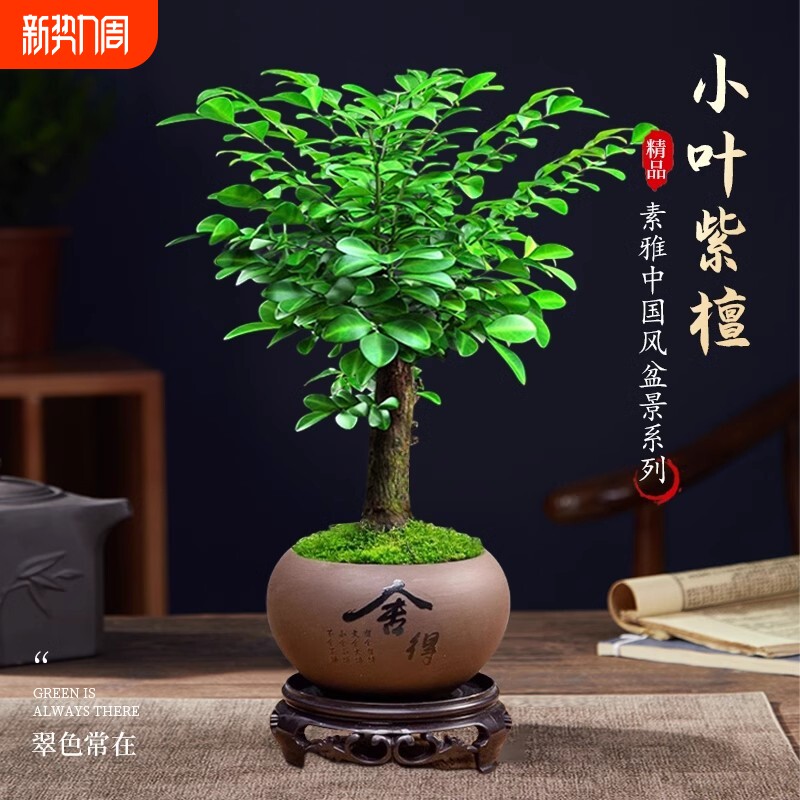 正宗小叶紫檀盆景老桩大赤楠盆栽绿植物办公室内花卉四季好养树苗