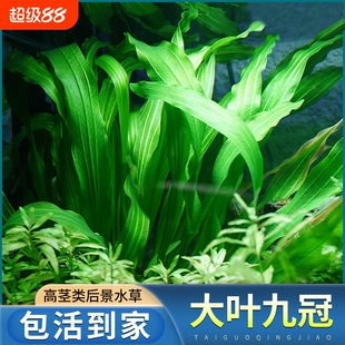 大叶九冠水草绿皇冠迷你红鱼缸造景装饰植物阴性草水培套餐沉底